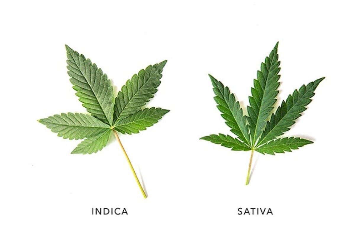 Sativa Vs. Indica Vs. Hybrid: What’s The Difference - The Joint Blog