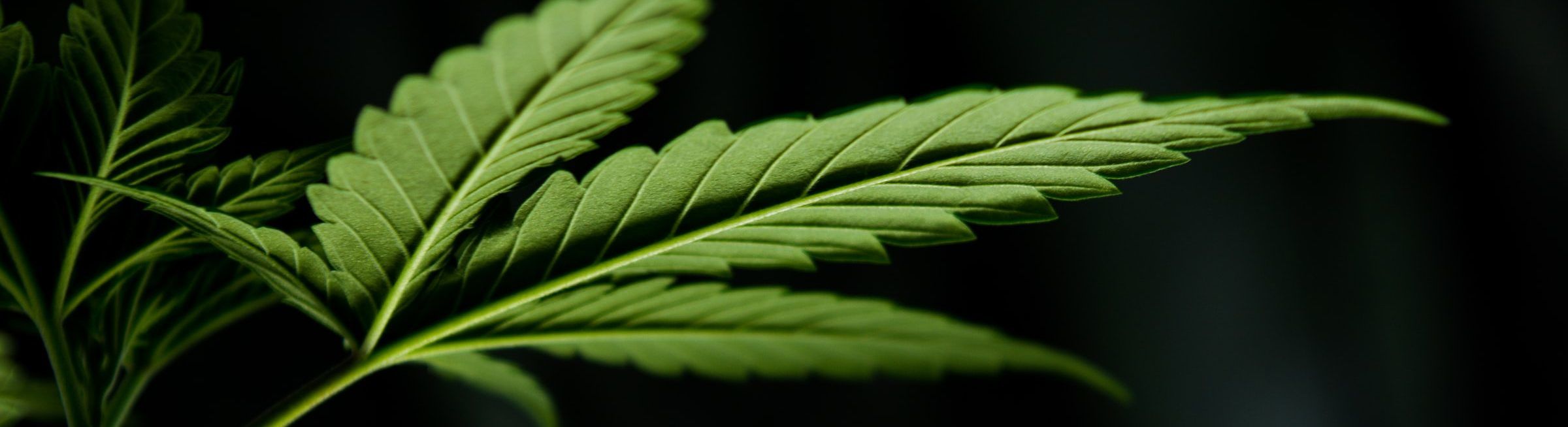 Mail Order Marijuana (Canada) - The Joint Blog
